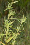 Lindheimer panicgrass